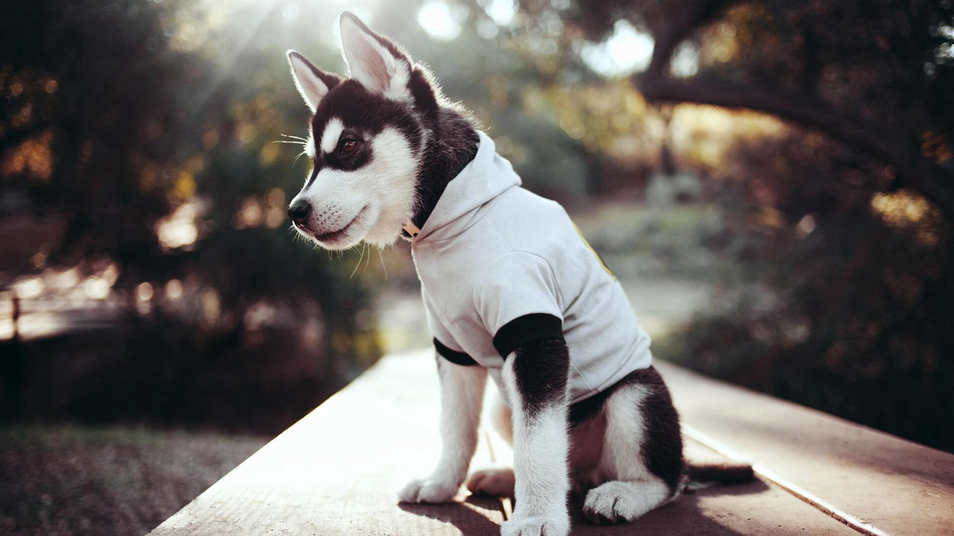 “未来篮球领袖”青少年培养计划在全国各地同步启动，未来星篮球培训