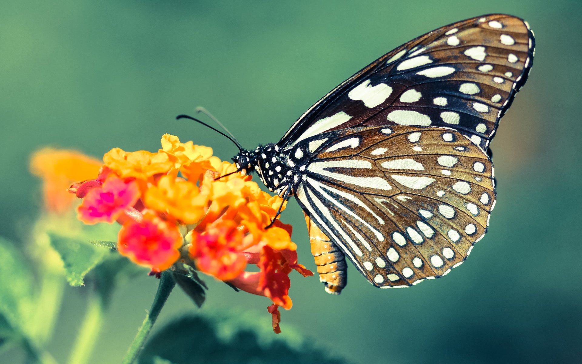 “速度的狂欢：震撼全场的超车瞬间集锦”，速度超越情在线播放